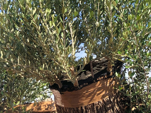 save the olives innesto dopo 6 mesi